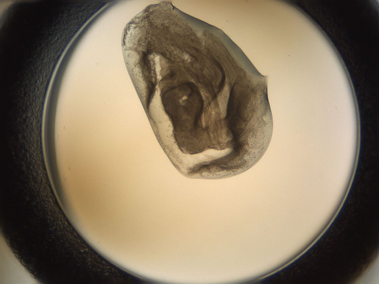 folderID231_plateID1231_batchID3778_wellNum48_profileID1_d2_r71793_ef.jpg