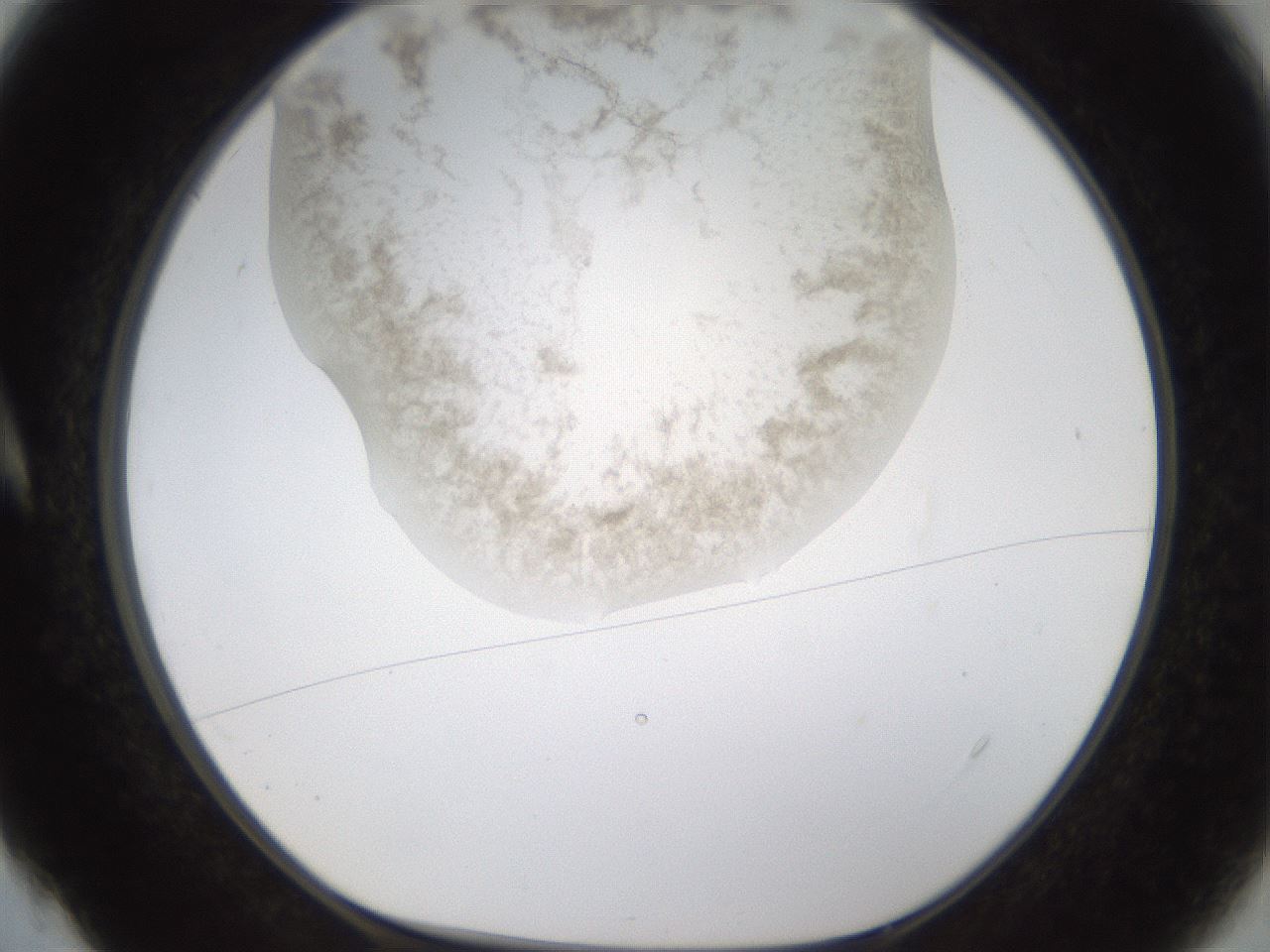 folderID231_plateID1231_batchID3778_wellNum4_profileID1_d1_r70115_ef.jpg