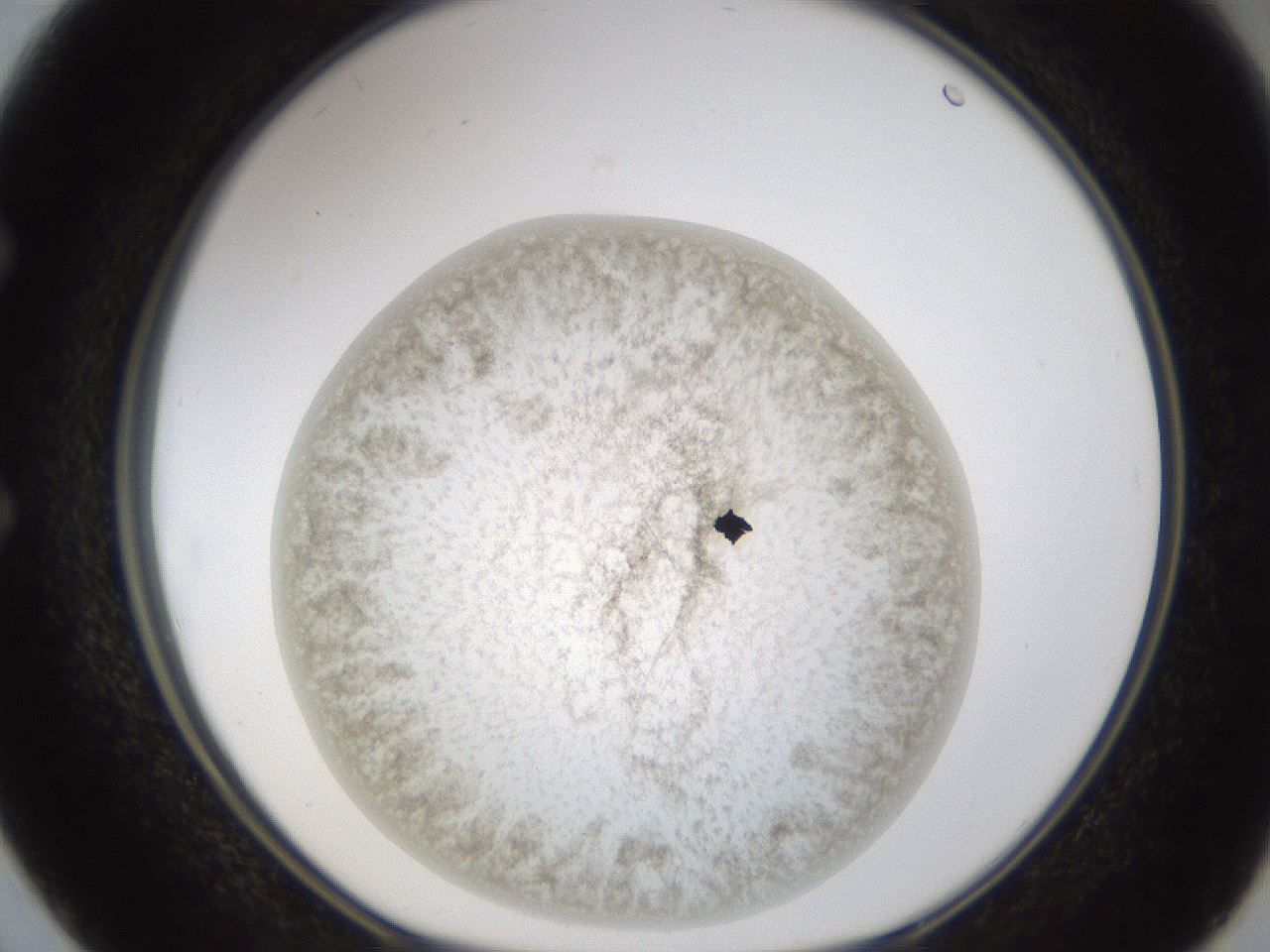 folderID231_plateID1231_batchID3778_wellNum50_profileID1_d1_r70161_ef.jpg