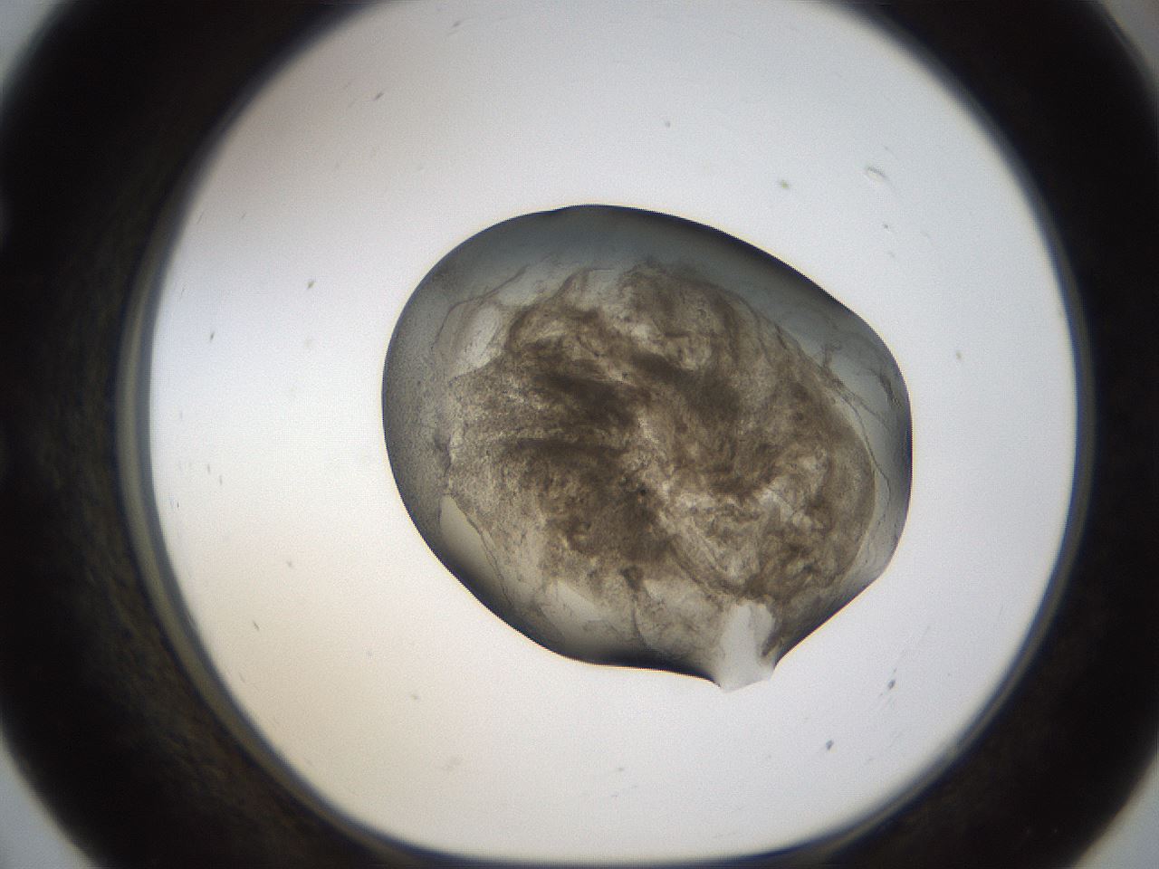 folderID231_plateID1231_batchID3778_wellNum55_profileID1_d1_r70166_ef.jpg