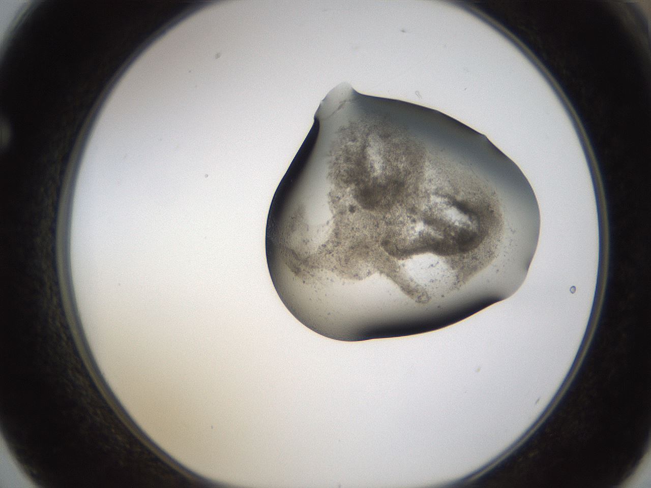 folderID231_plateID1231_batchID3778_wellNum62_profileID1_d1_r70173_ef.jpg