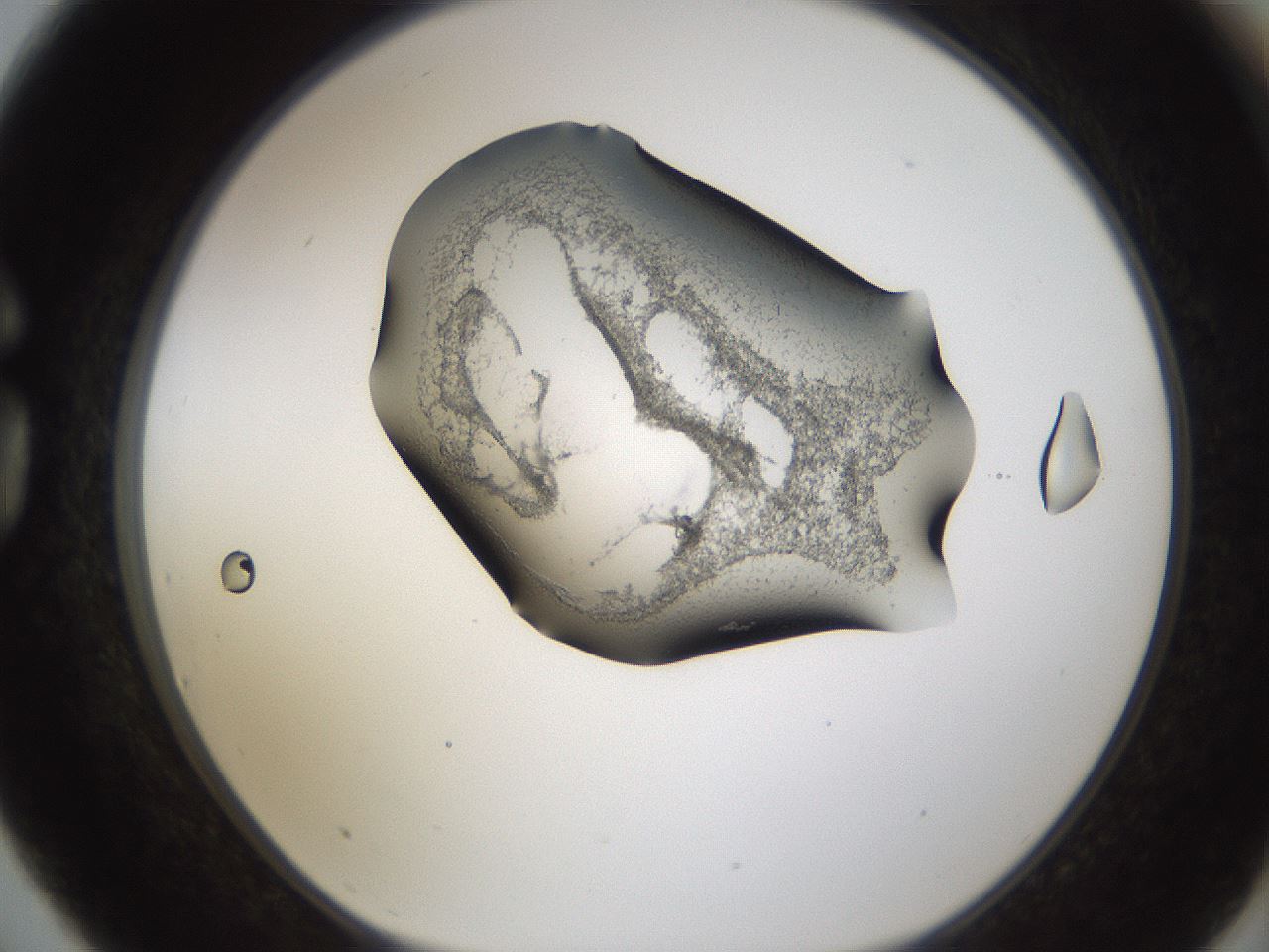 folderID231_plateID1231_batchID3778_wellNum75_profileID1_d1_r70186_ef.jpg