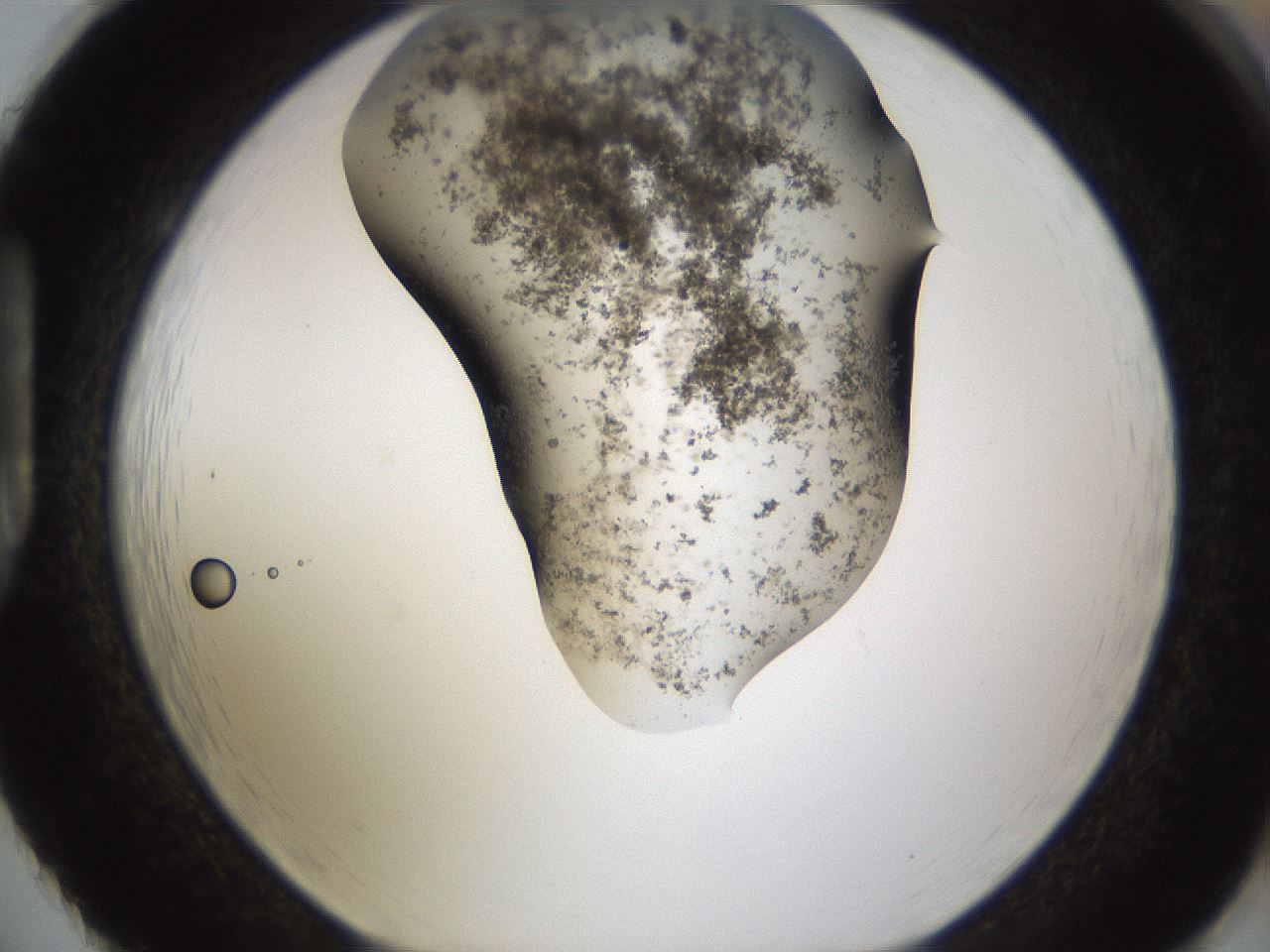 folderID231_plateID1231_batchID3778_wellNum86_profileID1_d1_r70197_ef.jpg