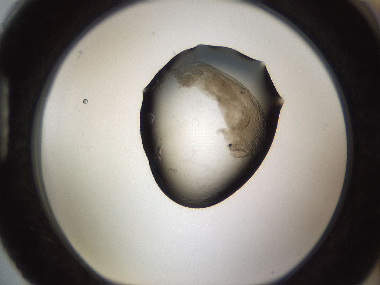 folderID231_plateID1231_batchID3778_wellNum88_profileID1_d1_r70199_ef.jpg
