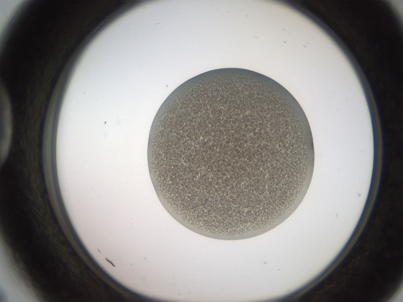 folderID233_plateID2233_batchID10121_wellNum41_profileID1_d1_r154307_ef.jpg