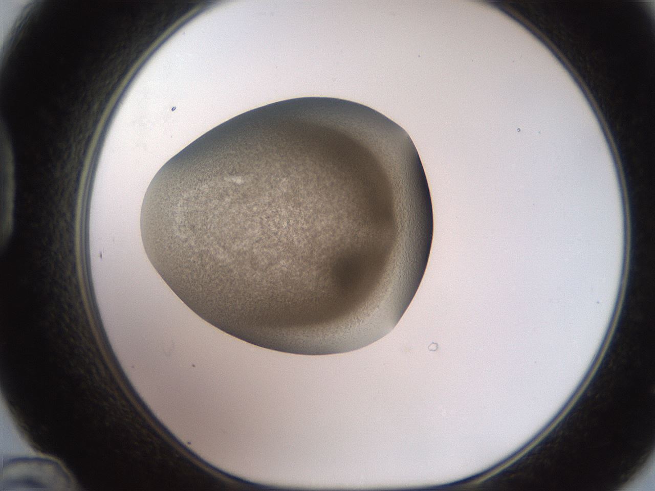 folderID234_plateID2234_batchID10122_wellNum48_profileID1_d1_r154410_ef.jpg