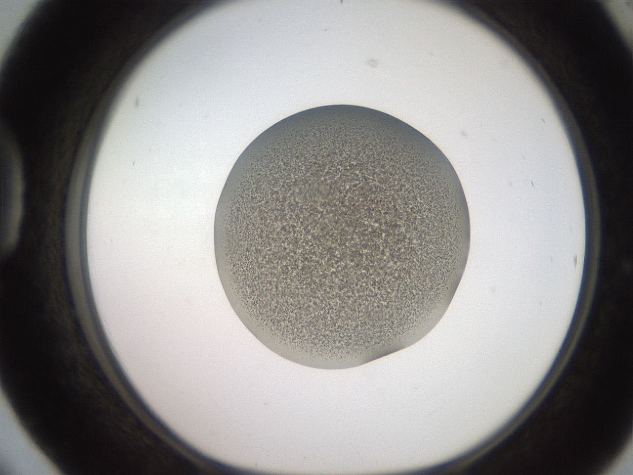 folderID233_plateID2233_batchID10121_wellNum42_profileID1_d1_r154308_ef.jpg