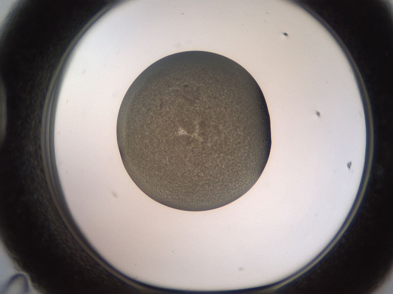 folderID233_plateID2233_batchID10121_wellNum47_profileID1_d1_r154313_ef.jpg