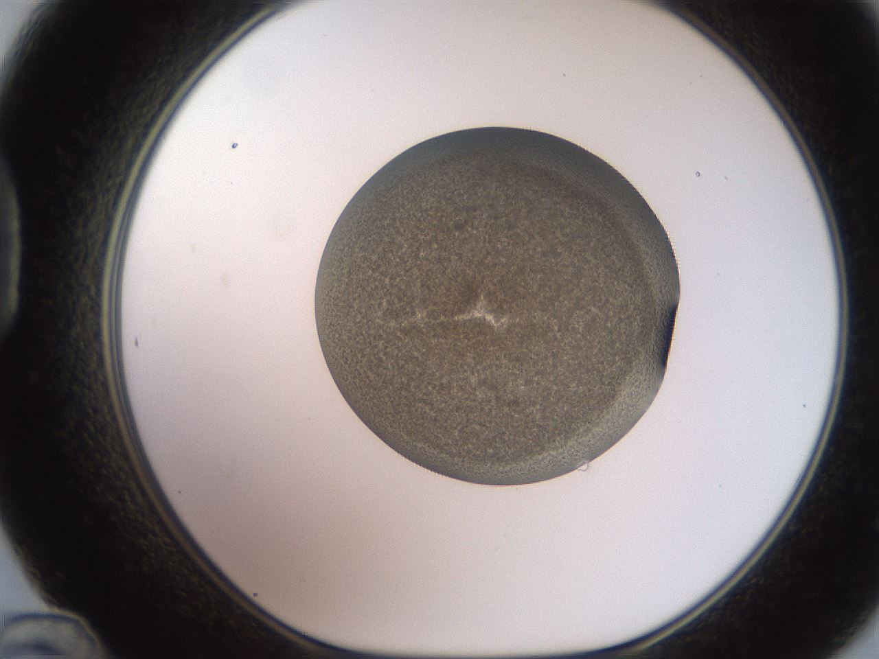 folderID233_plateID2233_batchID10121_wellNum48_profileID1_d1_r154314_ef.jpg