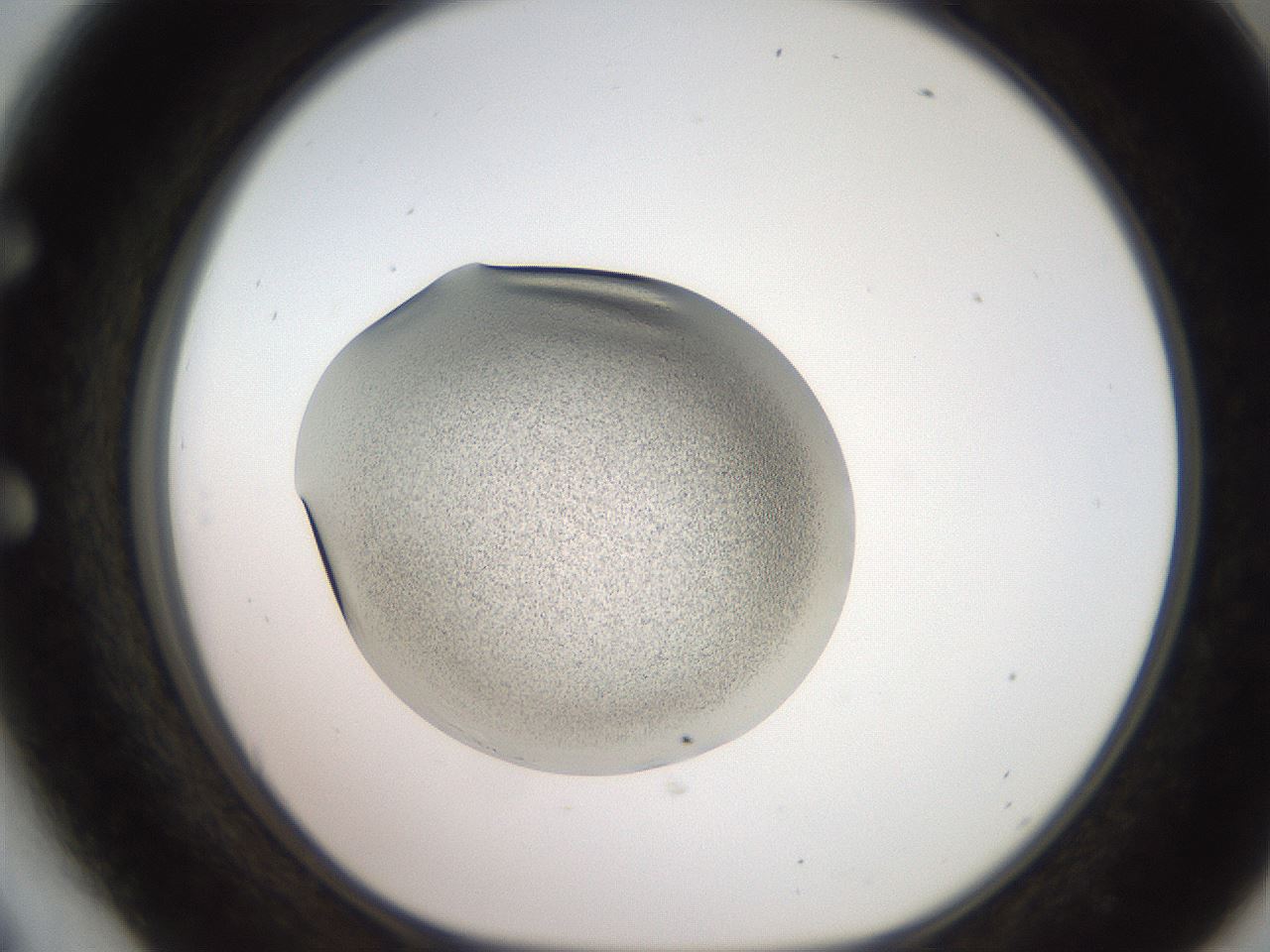 folderID233_plateID2233_batchID10121_wellNum54_profileID1_d1_r154320_ef.jpg