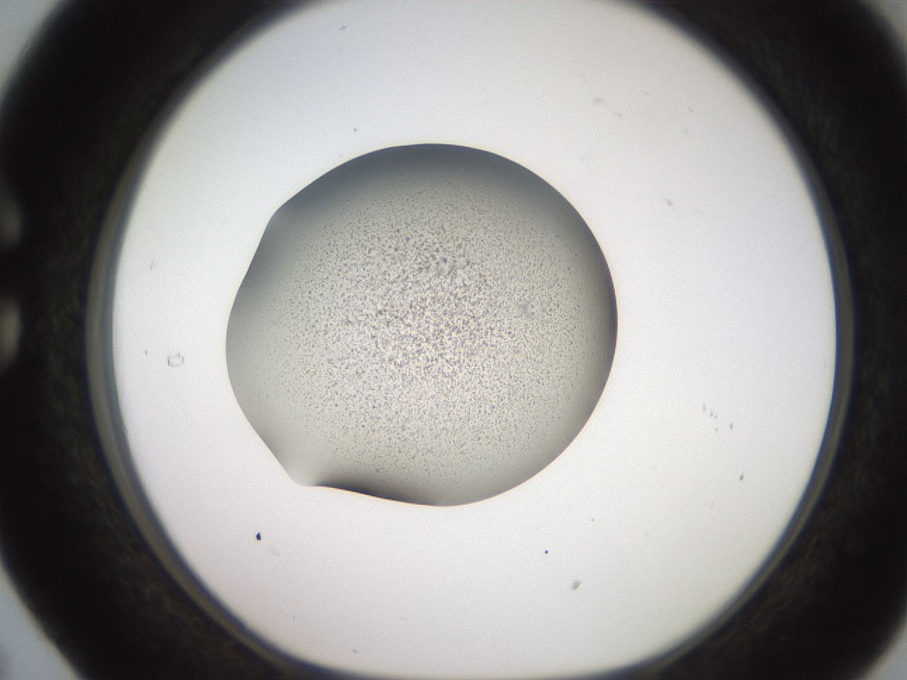 folderID234_plateID2234_batchID10122_wellNum29_profileID1_d1_r154391_ef.jpg