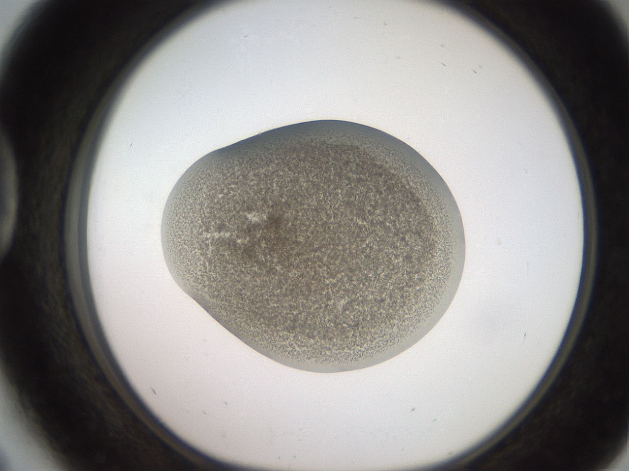 folderID234_plateID2234_batchID10122_wellNum41_profileID1_d1_r154403_ef.jpg