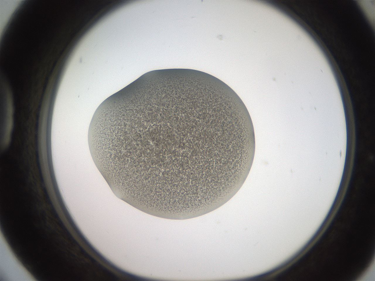 folderID234_plateID2234_batchID10122_wellNum42_profileID1_d1_r154404_ef.jpg