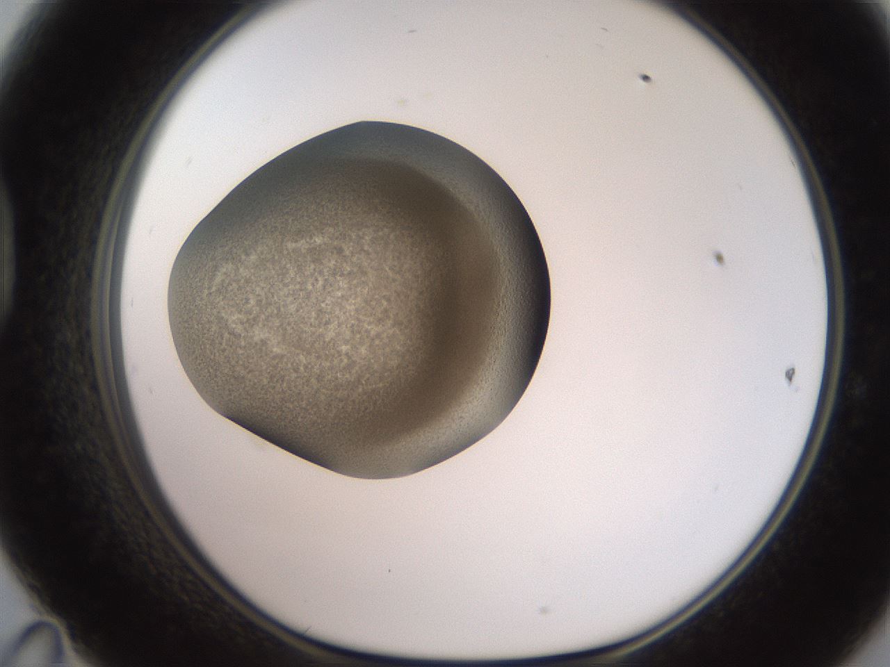 folderID234_plateID2234_batchID10122_wellNum47_profileID1_d1_r154409_ef.jpg