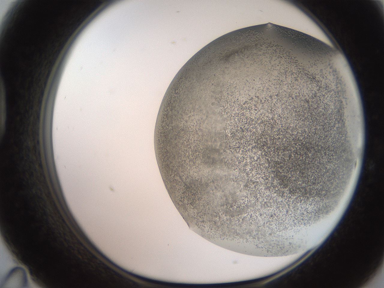 folderID235_plateID2235_batchID10125_wellNum47_profileID1_d1_r154505_ef.jpg