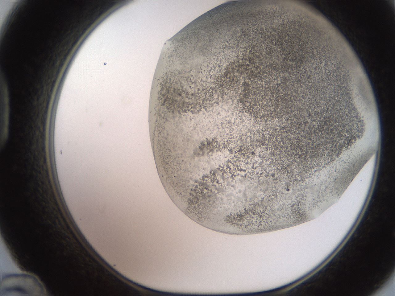 folderID235_plateID2235_batchID10125_wellNum48_profileID1_d1_r154506_ef.jpg