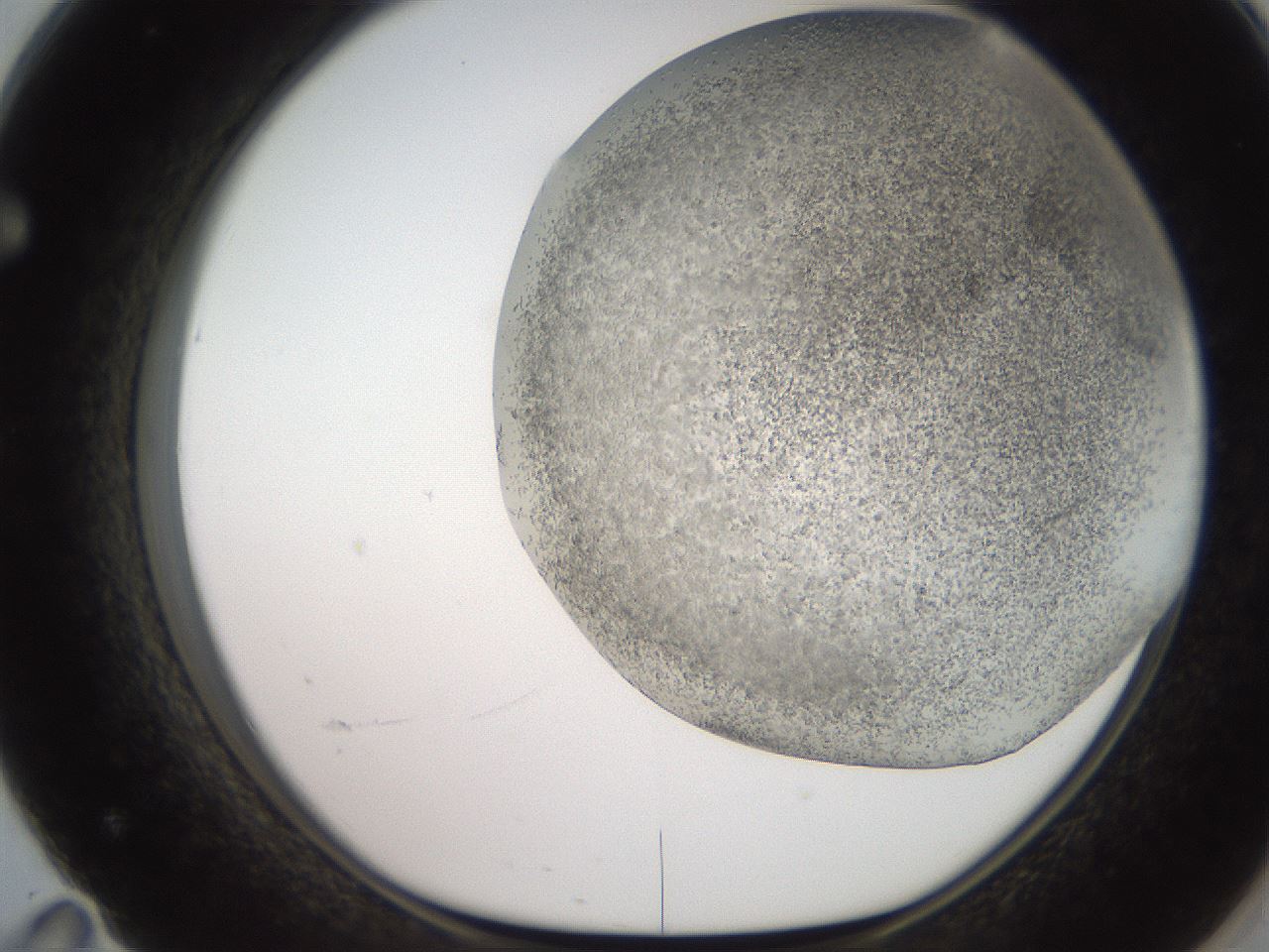folderID235_plateID2235_batchID10125_wellNum71_profileID1_d1_r154529_ef.jpg