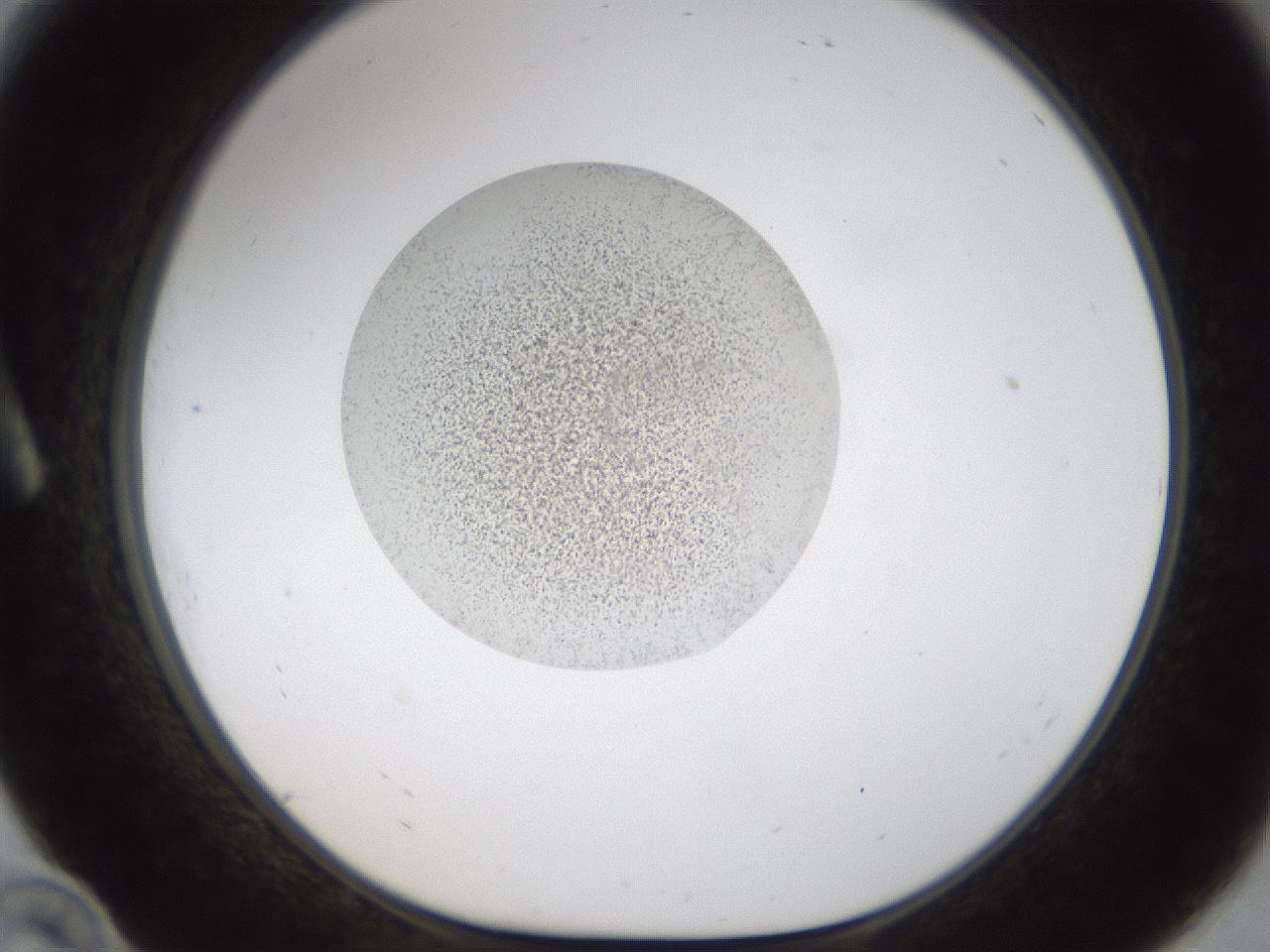 folderID236_plateID1236_batchID3800_wellNum10_profileID1_d1_r71851_ef.jpg