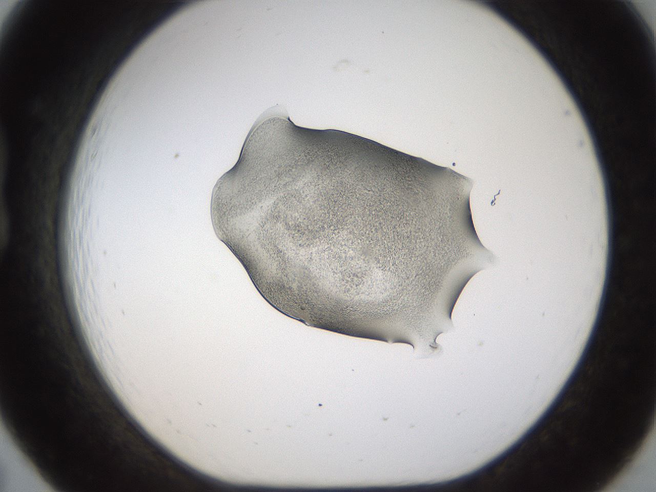 folderID236_plateID1236_batchID3800_wellNum19_profileID1_d1_r71860_ef.jpg