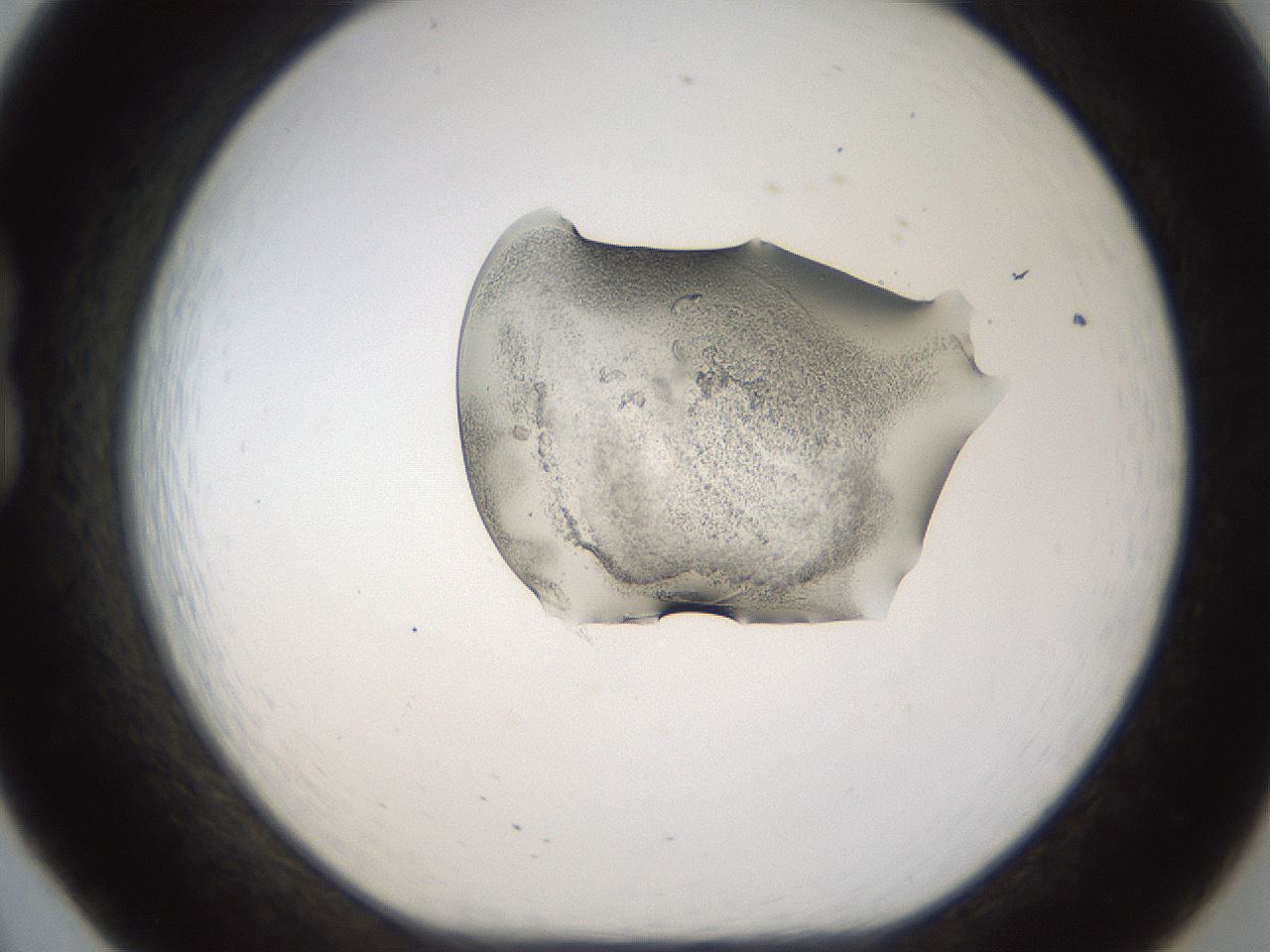 folderID236_plateID1236_batchID3800_wellNum20_profileID1_d1_r71861_ef.jpg