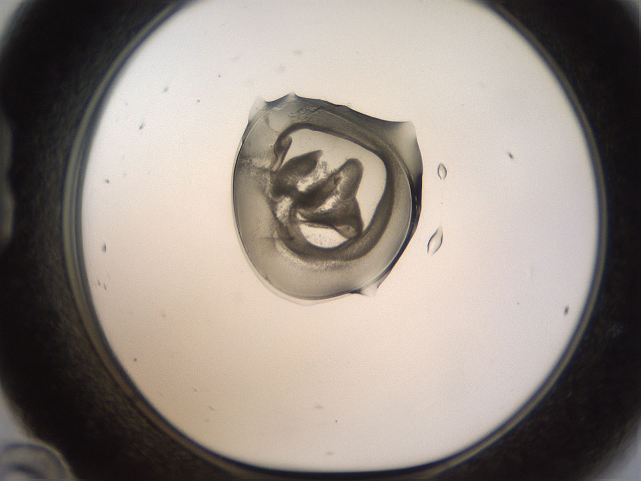 folderID236_plateID1236_batchID3800_wellNum24_profileID1_d1_r71865_ef.jpg