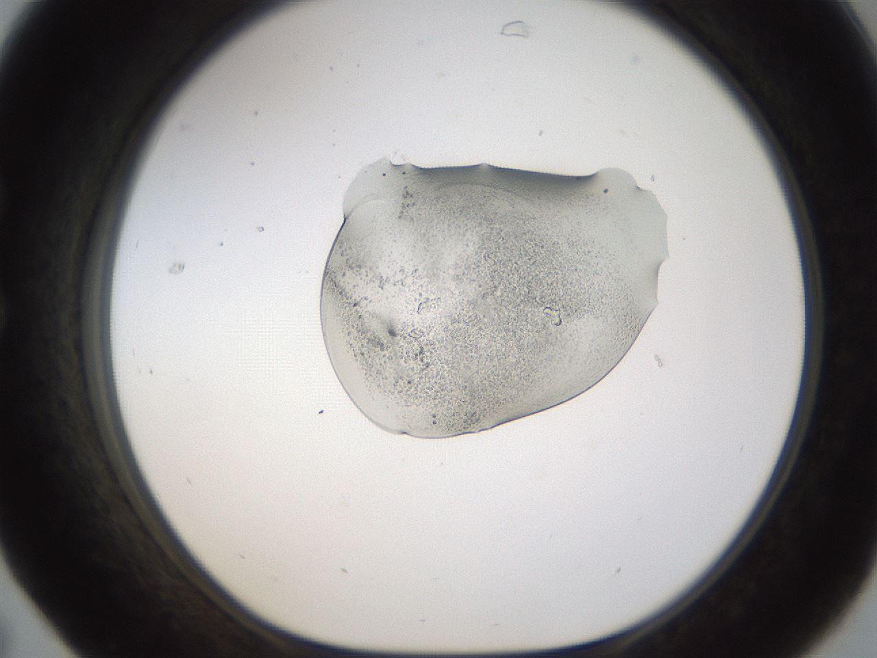 folderID236_plateID1236_batchID3800_wellNum31_profileID1_d1_r71872_ef.jpg