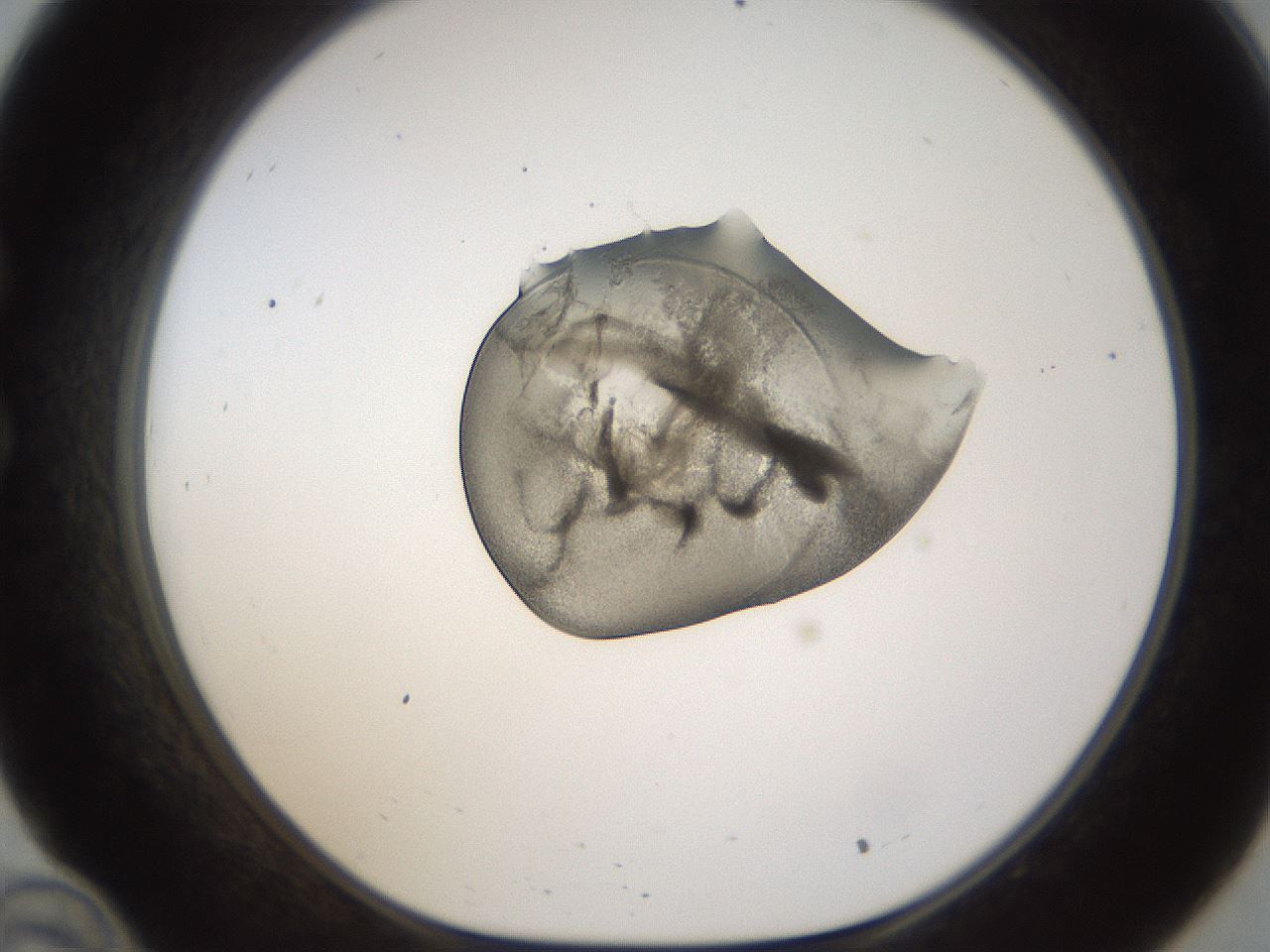 folderID236_plateID1236_batchID3800_wellNum34_profileID1_d1_r71875_ef.jpg