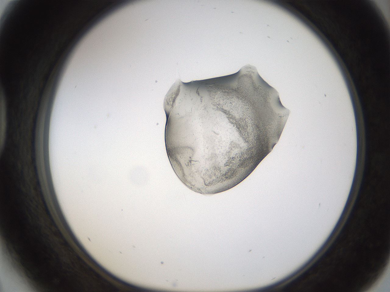 folderID236_plateID1236_batchID3800_wellNum41_profileID1_d1_r71882_ef.jpg