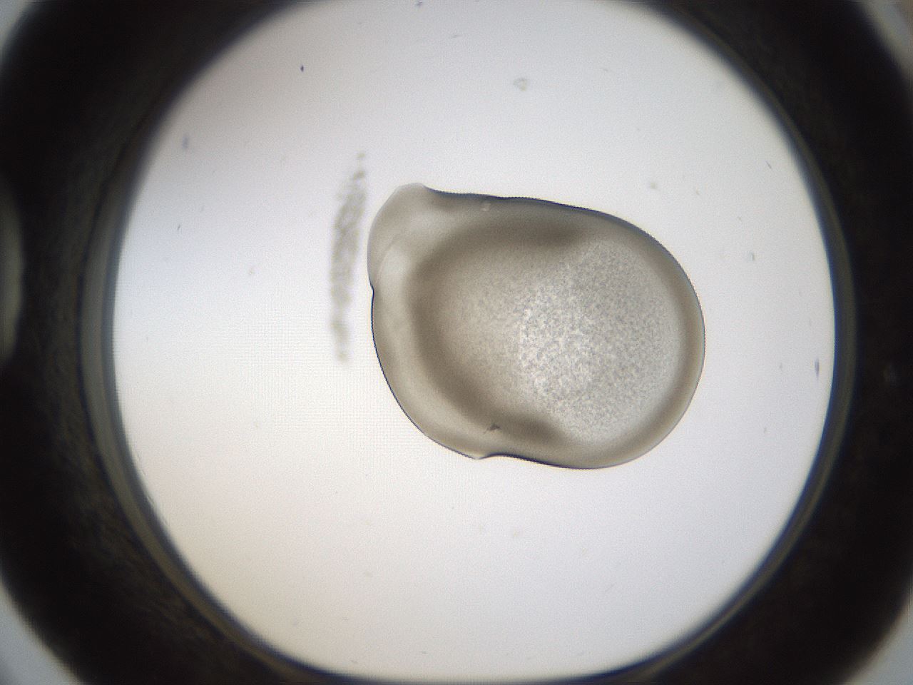 folderID236_plateID1236_batchID3800_wellNum42_profileID1_d1_r71883_ef.jpg
