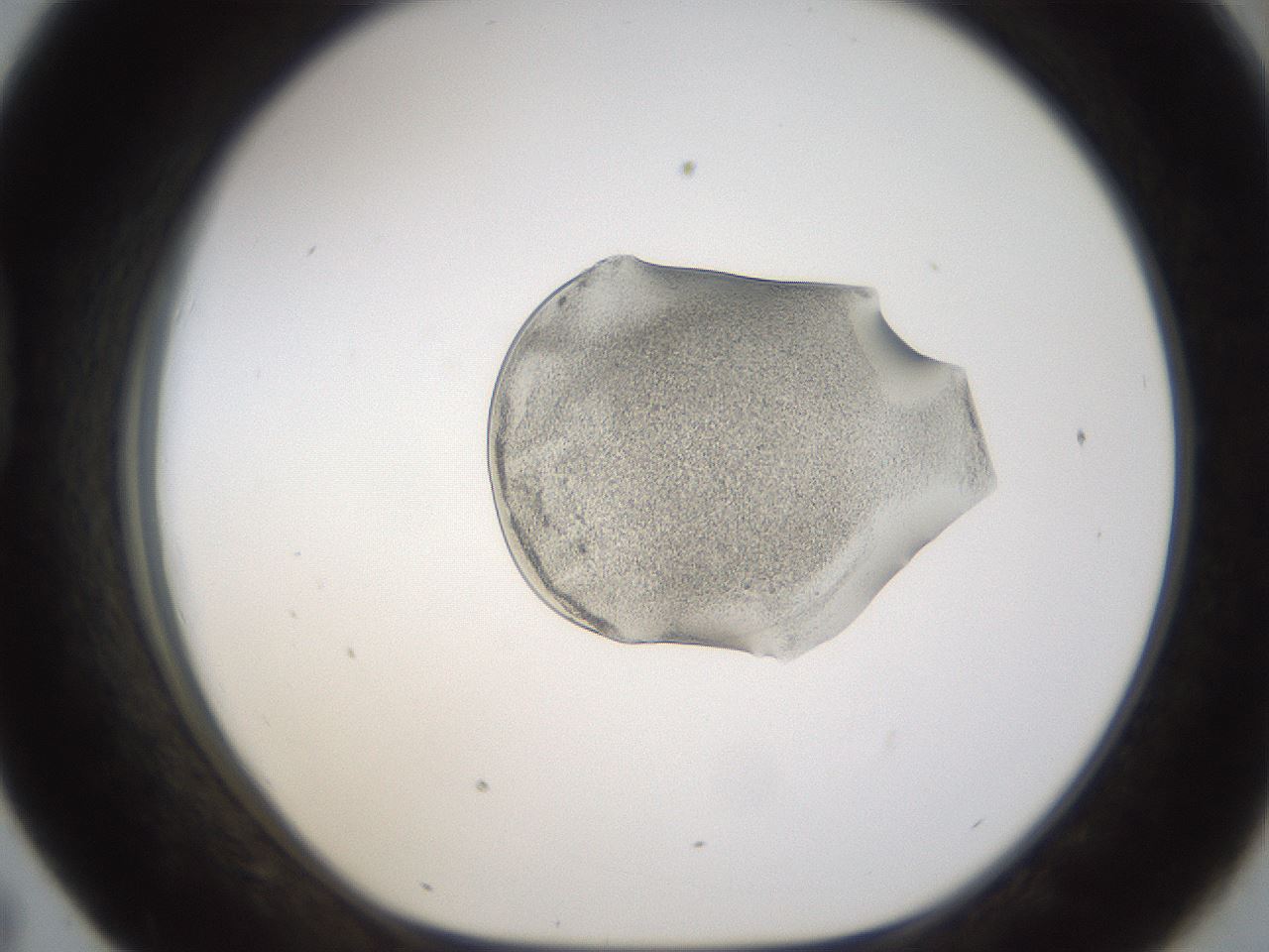 folderID236_plateID1236_batchID3800_wellNum43_profileID1_d1_r71884_ef.jpg