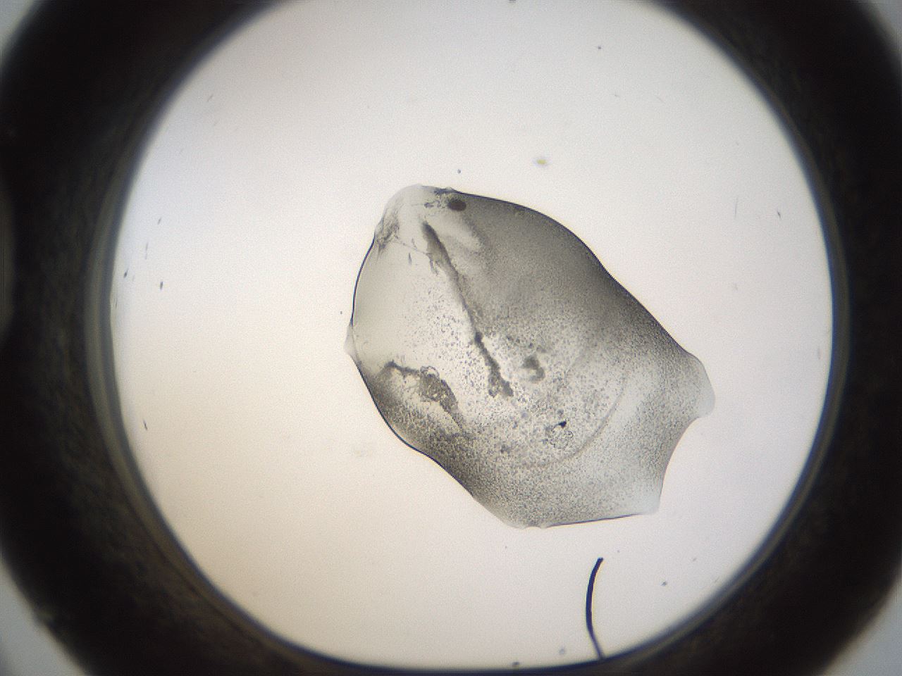 folderID236_plateID1236_batchID3800_wellNum45_profileID1_d1_r71886_ef.jpg