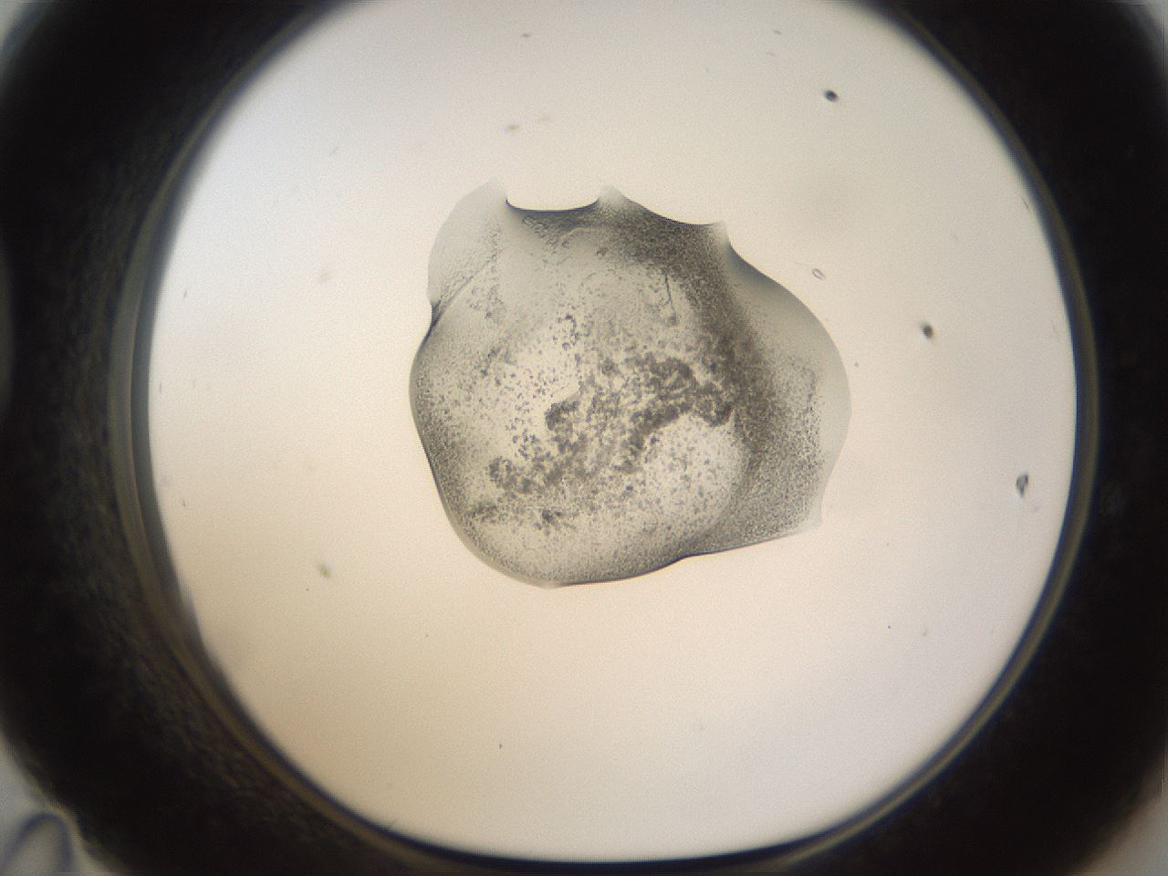 folderID236_plateID1236_batchID3800_wellNum47_profileID1_d1_r71888_ef.jpg