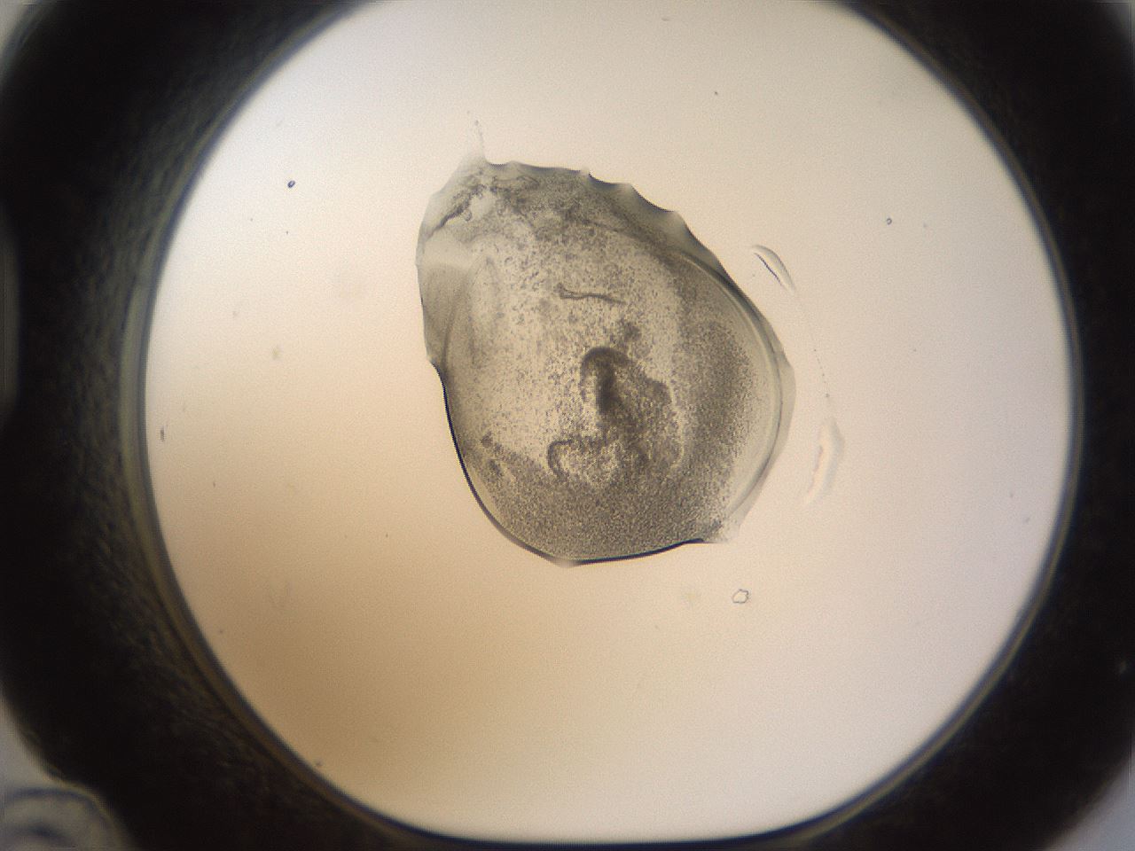 folderID236_plateID1236_batchID3800_wellNum48_profileID1_d1_r71889_ef.jpg