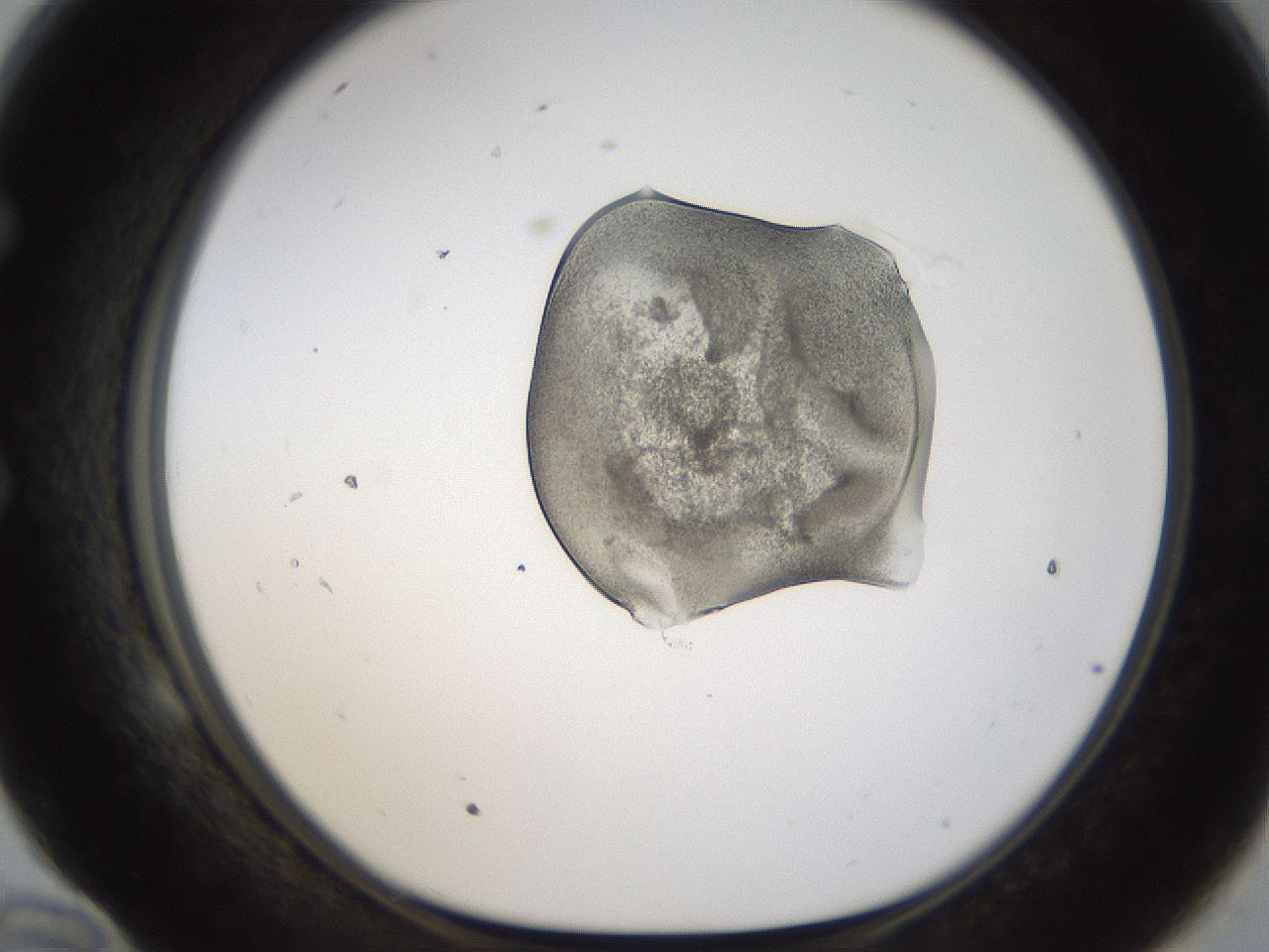 folderID236_plateID1236_batchID3800_wellNum58_profileID1_d1_r71899_ef.jpg
