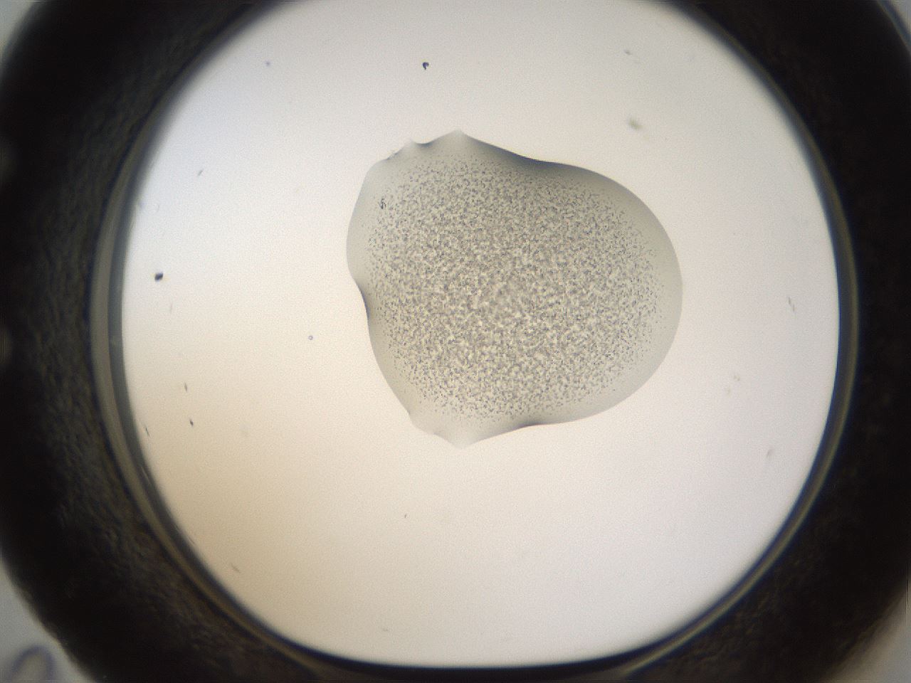 folderID236_plateID1236_batchID3800_wellNum59_profileID1_d1_r71900_ef.jpg