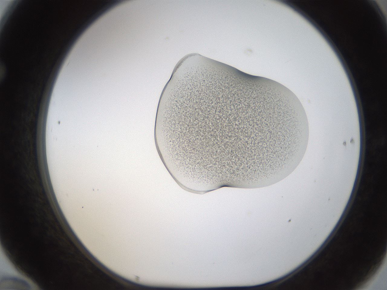 folderID236_plateID1236_batchID3800_wellNum70_profileID1_d1_r71911_ef.jpg