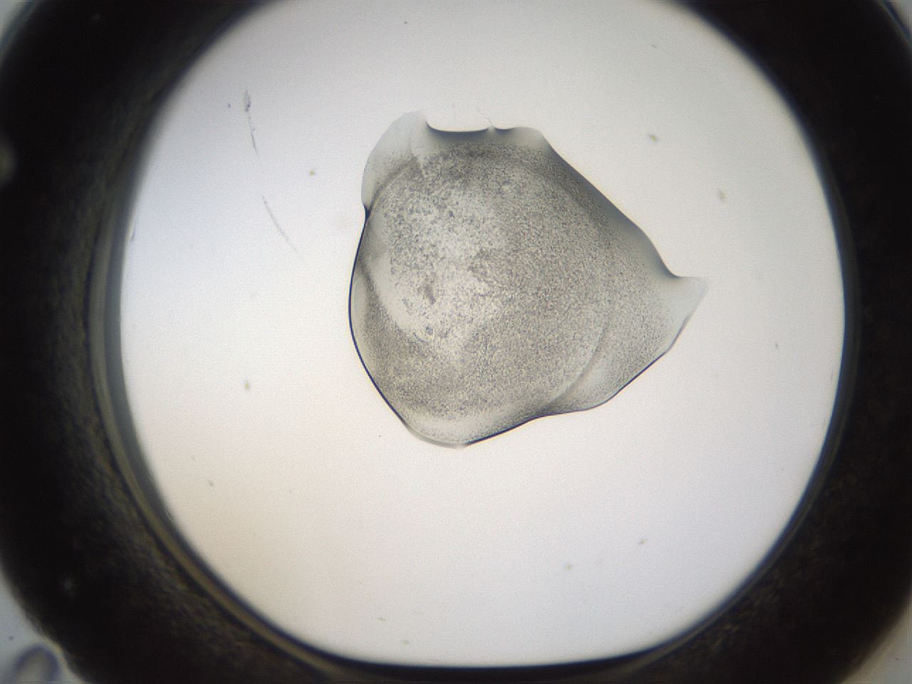 folderID236_plateID1236_batchID3800_wellNum71_profileID1_d1_r71912_ef.jpg