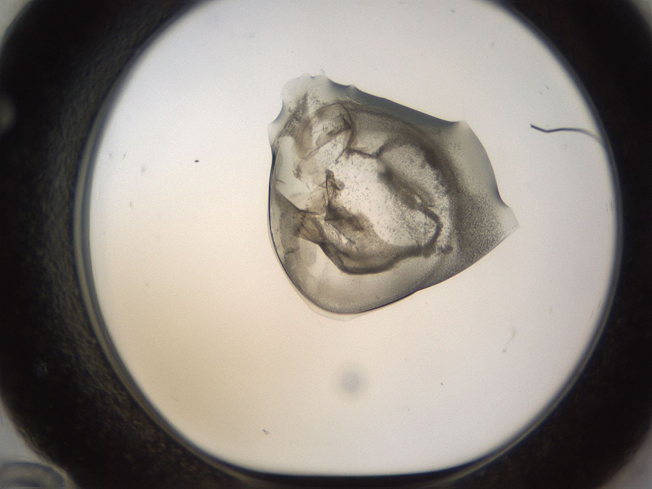 folderID236_plateID1236_batchID3800_wellNum72_profileID1_d1_r71913_ef.jpg