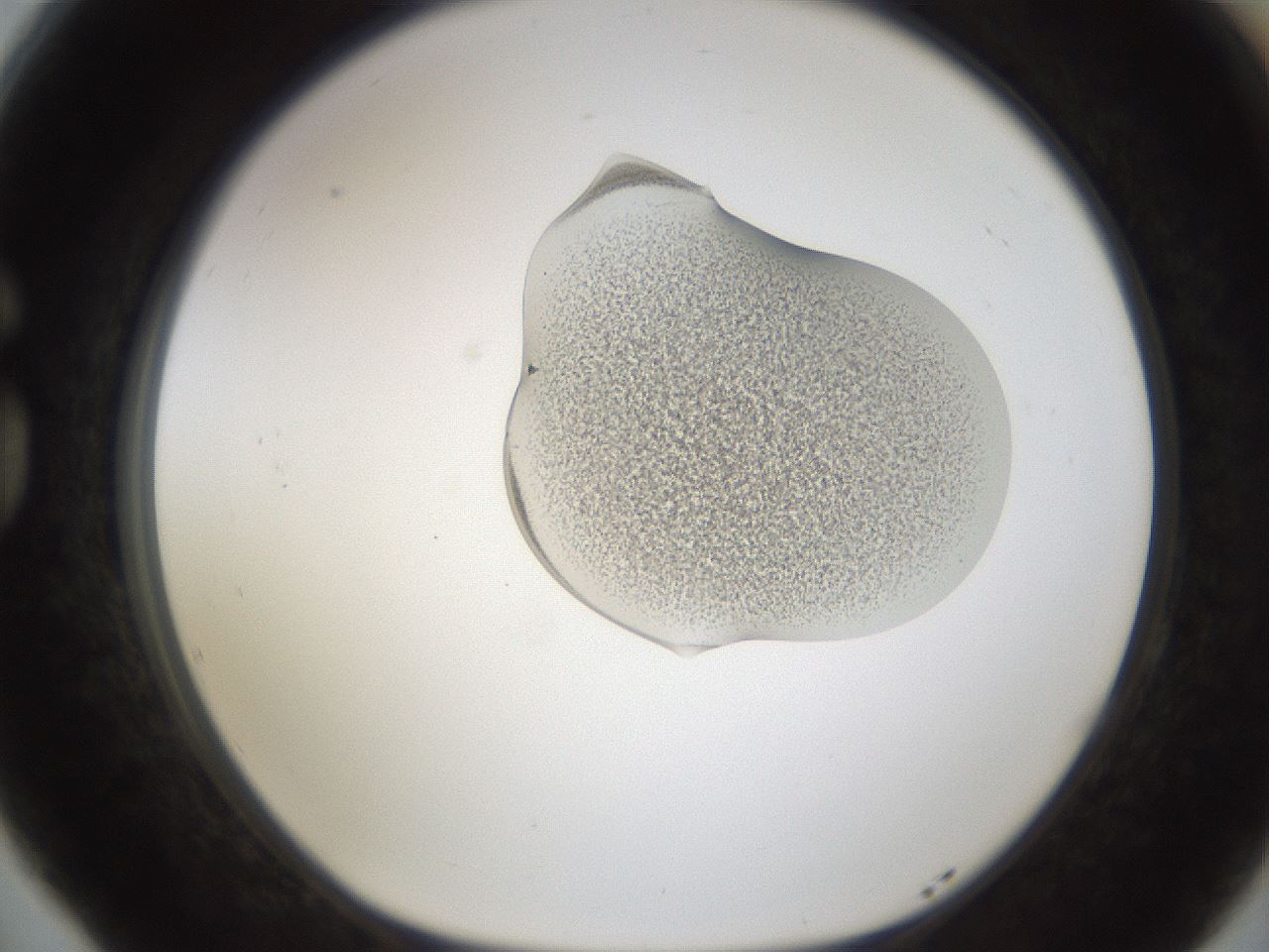 folderID236_plateID1236_batchID3800_wellNum77_profileID1_d1_r71918_ef.jpg
