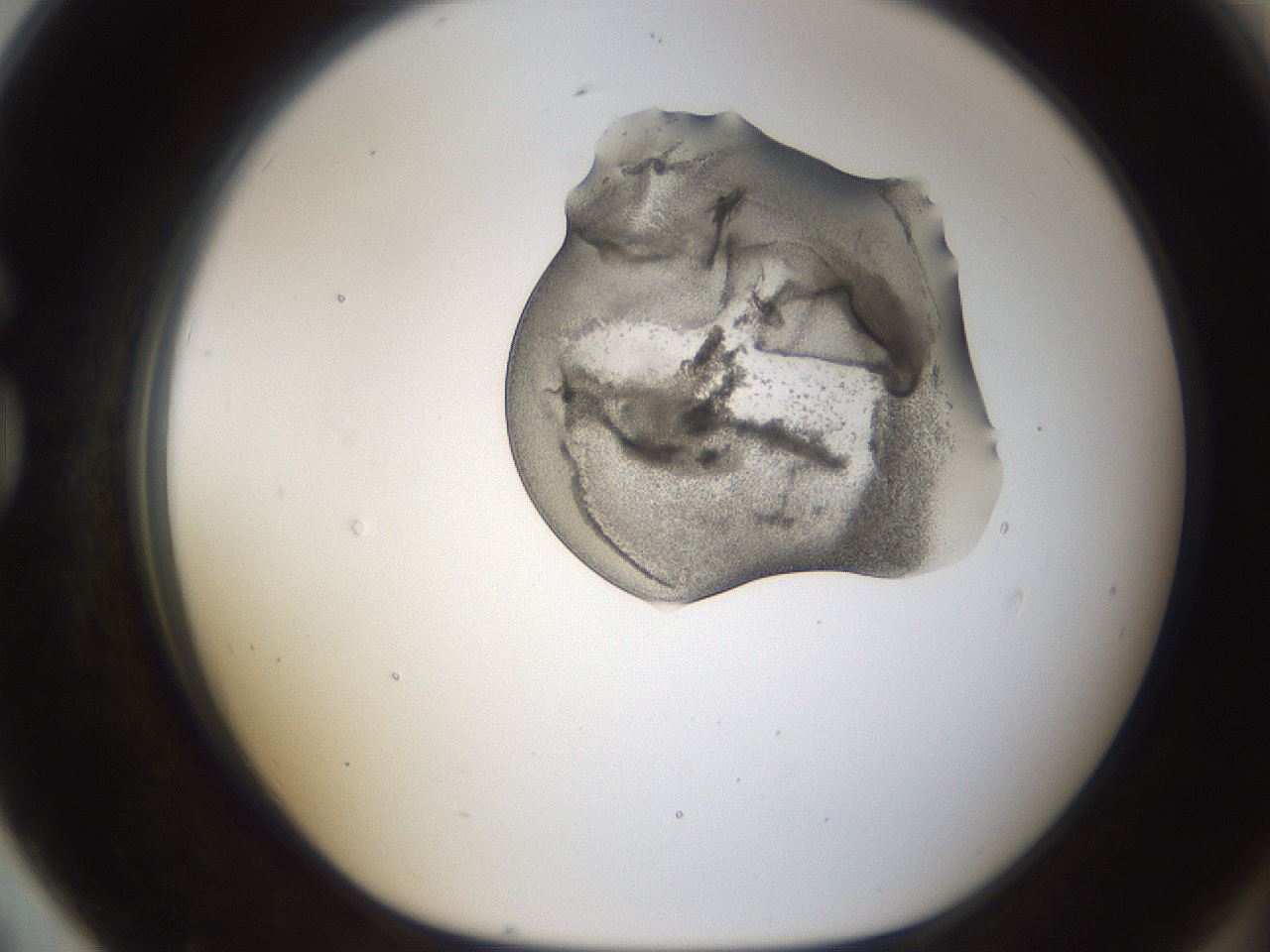 folderID236_plateID1236_batchID3800_wellNum79_profileID1_d1_r71920_ef.jpg