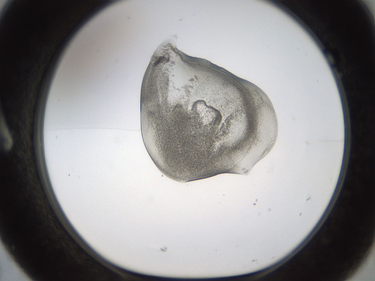 folderID236_plateID1236_batchID3800_wellNum7_profileID1_d1_r71848_ef.jpg