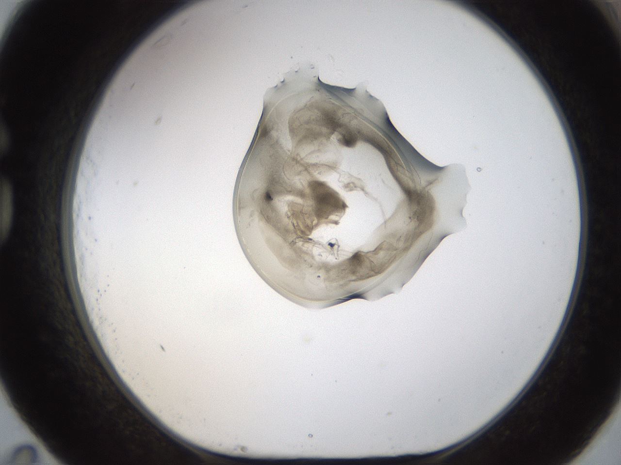 folderID236_plateID1236_batchID3800_wellNum83_profileID1_d1_r71924_ef.jpg