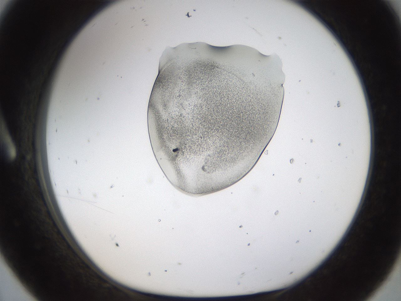 folderID236_plateID1236_batchID3800_wellNum8_profileID1_d1_r71849_ef.jpg