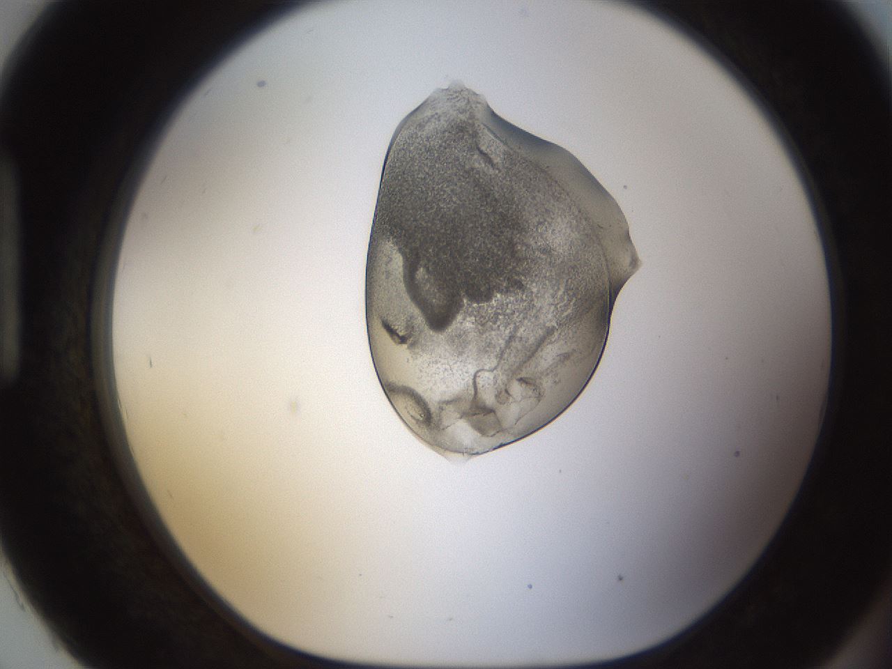 folderID236_plateID1236_batchID3800_wellNum93_profileID1_d1_r71934_ef.jpg