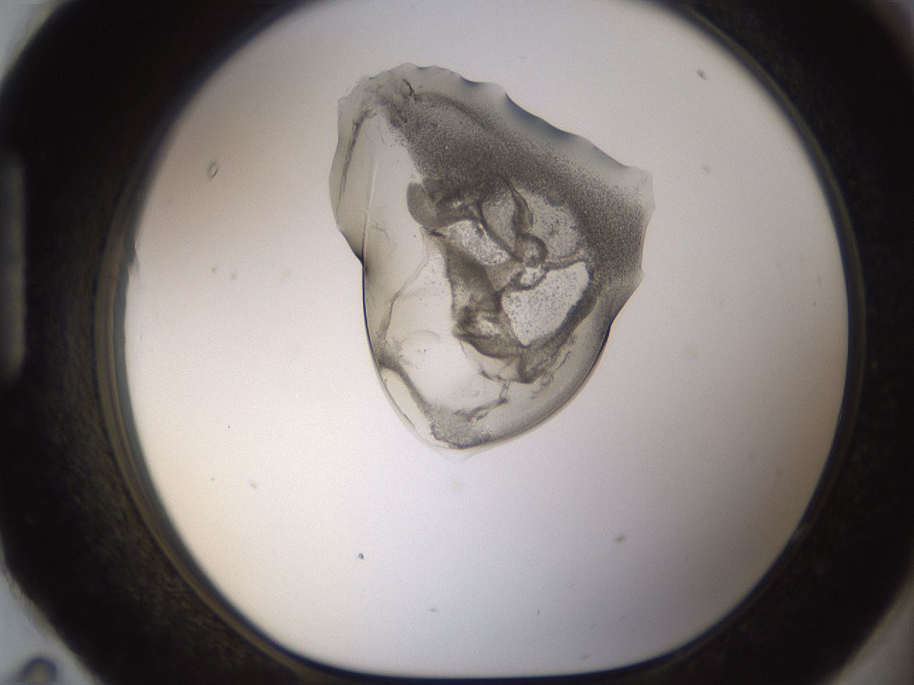 folderID236_plateID1236_batchID3800_wellNum95_profileID1_d1_r71936_ef.jpg
