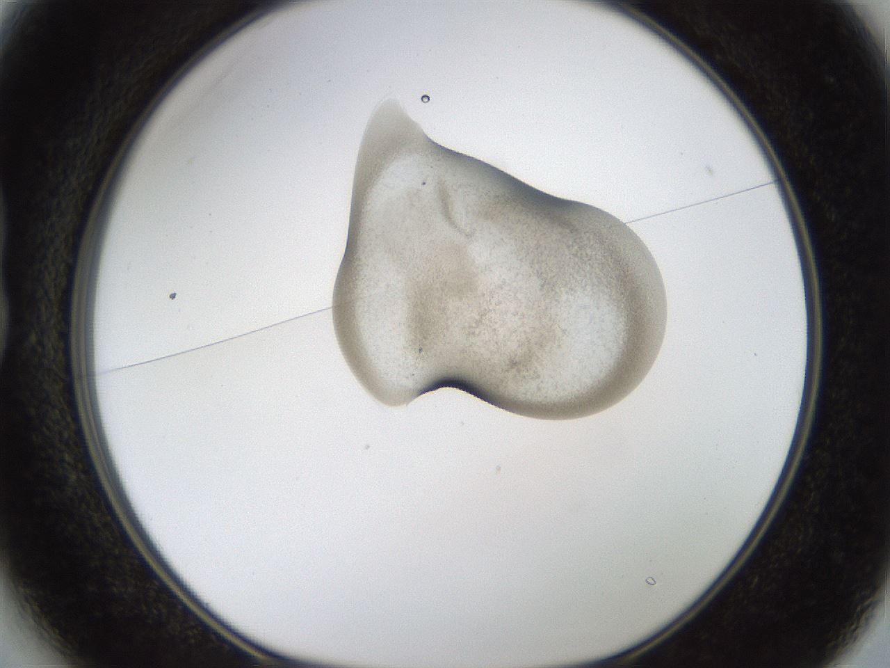 folderID238_plateID1238_batchID3807_wellNum13_profileID1_d1_r72046_ef.jpg
