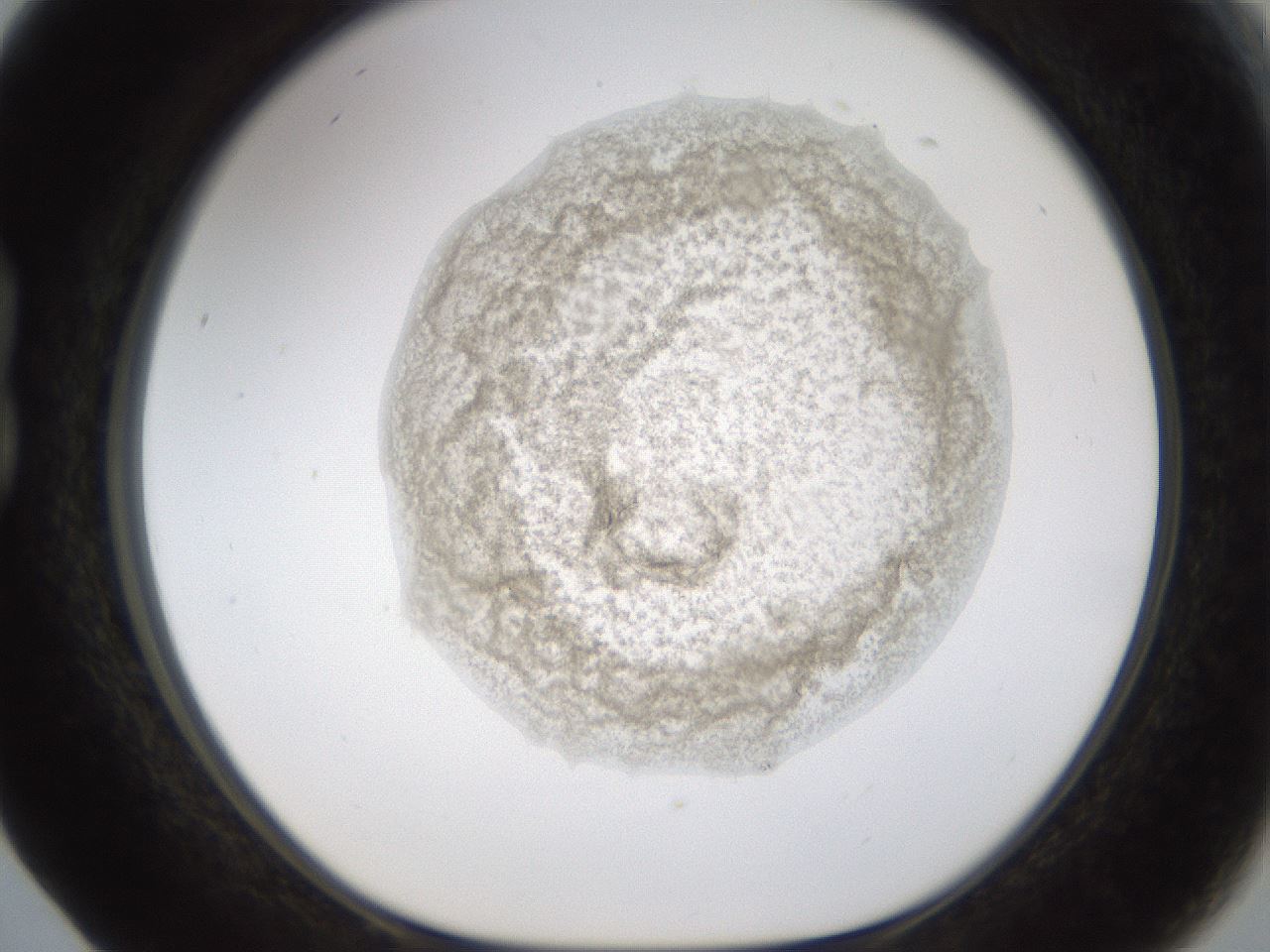 folderID238_plateID1238_batchID3807_wellNum17_profileID1_d1_r72050_ef.jpg