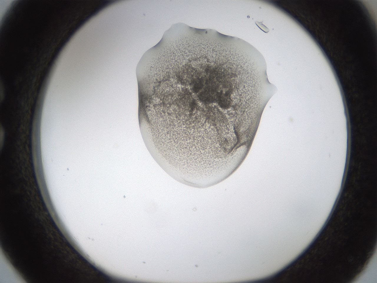 folderID238_plateID1238_batchID3807_wellNum26_profileID1_d1_r72059_ef.jpg