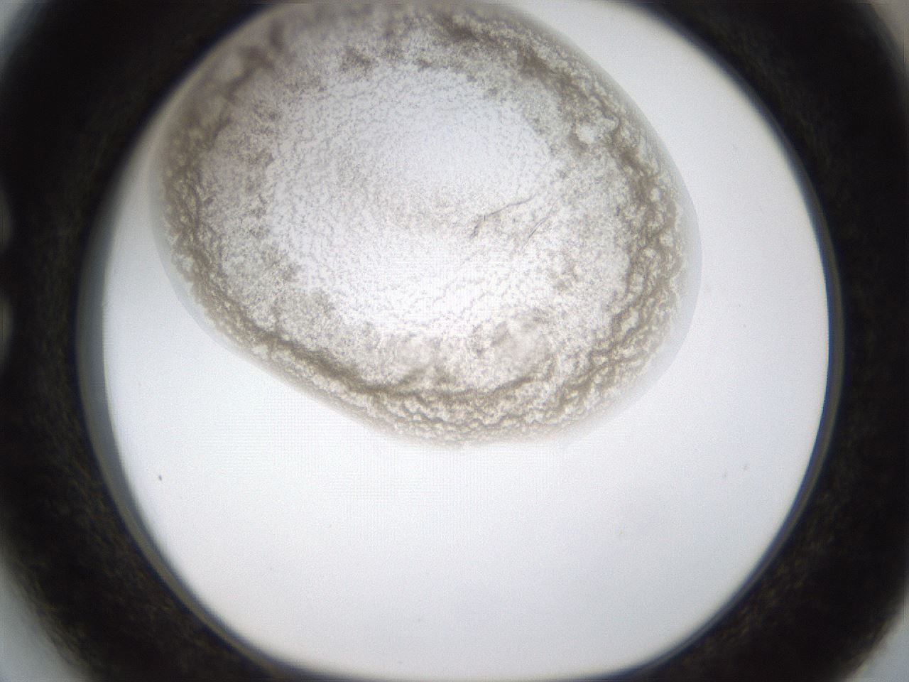 folderID238_plateID1238_batchID3807_wellNum27_profileID1_d1_r72060_ef.jpg