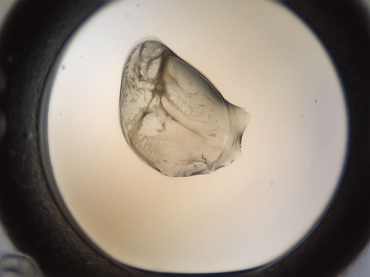 folderID238_plateID1238_batchID3807_wellNum36_profileID1_d1_r72069_ef.jpg